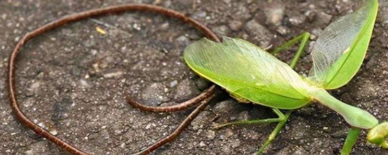 螳螂死后肚子里爬出的铁丝是啥 螳螂肚子里的铁线虫出来了螳螂会死吗
