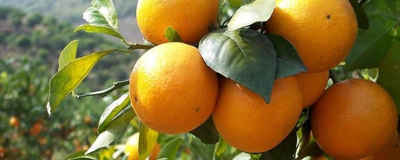 柑橘类水果包括哪些（柑橘类水果包括哪些图片）