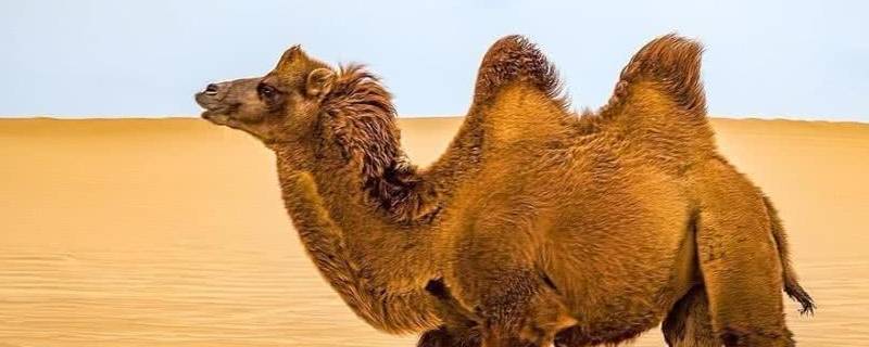 骆驼在沙漠不吃不喝能生存多久 骆驼可以在沙漠生存多久