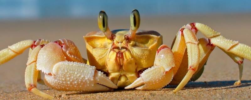 怎么吃螃蟹正确吃法（怎么样吃螃蟹是正确的吃法）