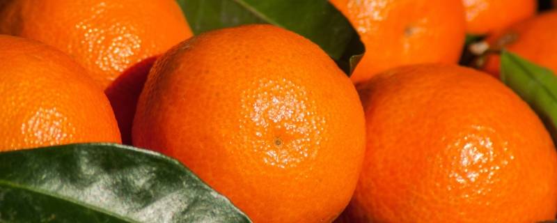 送橘子的寓意是什么意思 送橘子有什么好的寓意