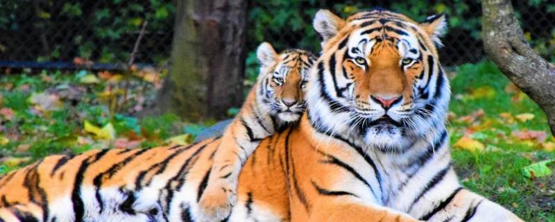 一只老虎还是一头老虎 一只老虎还是一头老虎一只老虎