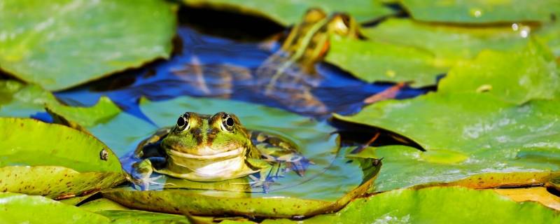 冬眠时蛙类会选择向阳还是背阳 蛙的冬眠主要受什么因素影响
