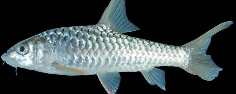 鱼的侧线作用是什么 鱼的侧线作用是什么八上生物