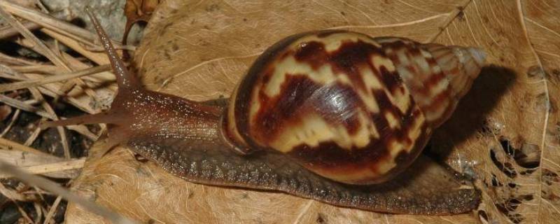 非洲大蜗牛为什么不能摸（非洲大蜗牛能摸吗）