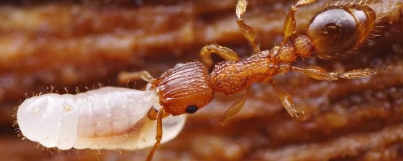 蚂蚁有多重 一亿只蚂蚁有多重