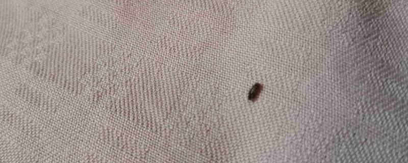 床垫上有小虫子有什么解决方法 床垫上有小虫子有什么解决方法视频