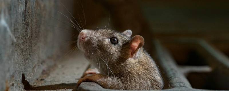 家里老鼠多怎么办能除根 房间有老鼠怎么办能除根