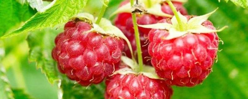 树莓是什么水果 树莓是什么水果对身体有什么好处
