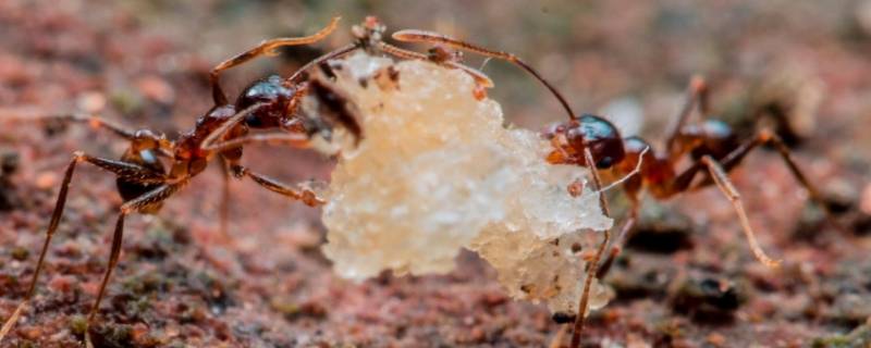 蚂蚁如何搬米粒 蚂蚁如何搬米粒的描写