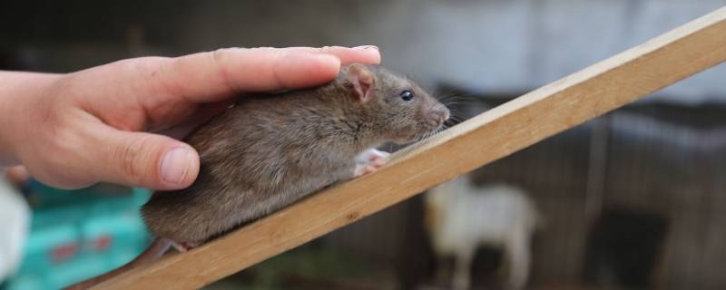 老鼠寿命一般多少年 老鼠的寿命是多少年?