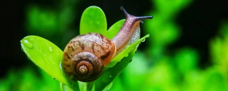蜗牛是吃什么的 蜗牛的蜗牛吃什么