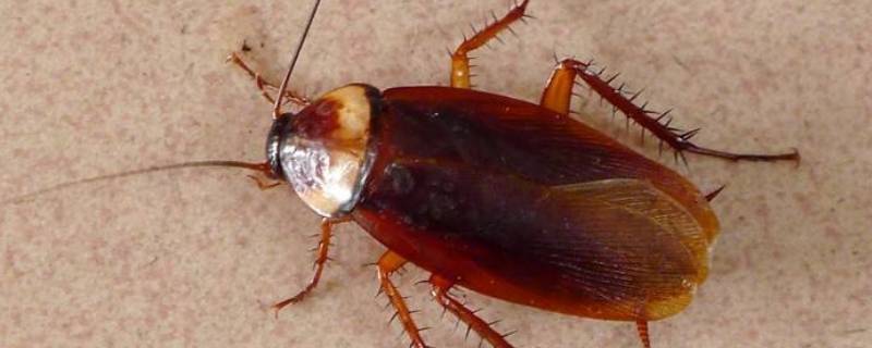 家里发现蟑螂空壳是不是死了 蟑螂死了变成空壳