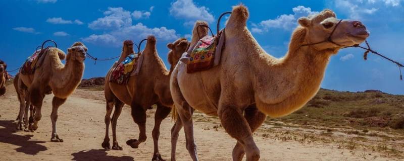 骆驼是反刍动物吗 骆驼是反刍动物吗?