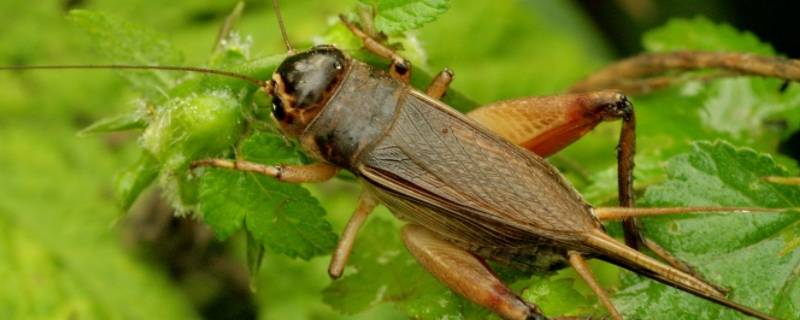 蟑螂和蟋蟀的区别 蟑螂和蟋蟀的区别在哪