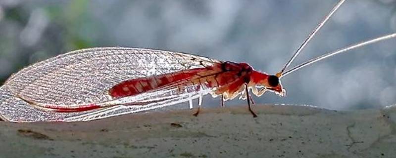 油蛉是什么昆虫 油蛉是哪个季节的昆虫