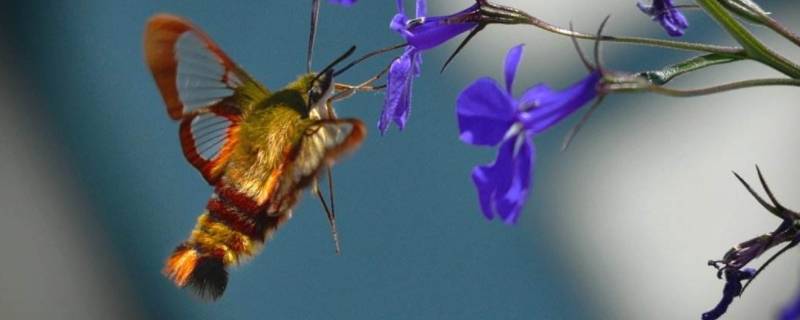 蜂鸟鹰蛾是国家二级保护动物吗（蜂鸟鹰蛾是稀有物种吗）