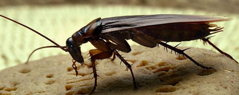 杀虫剂可以杀死蟑螂吗 杀虫剂可以直接杀死蟑螂吗
