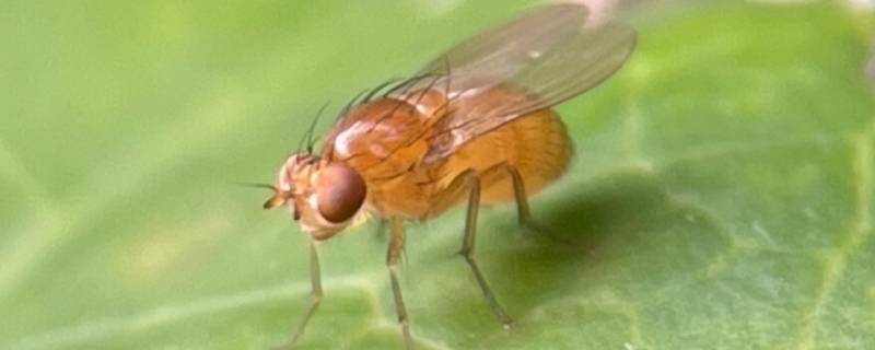 比苍蝇小很多的小飞虫叫什么 长得像苍蝇比苍蝇小的飞虫