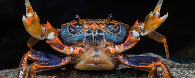 螃蟹的寿命（螃蟹的寿命一般多长时间）