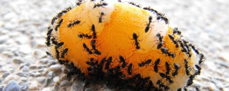 什么东西吃蚂蚁（什么东西吃蚂蚁?）