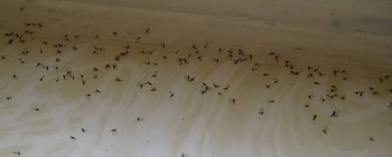 家里很多小飞虫怎么办 下雨天家里很多小飞虫怎么办