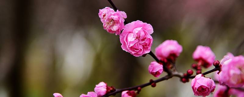 梅花的作用和特点（梅花有什么作用和特点）