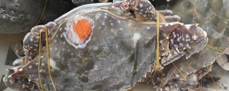 海蟹蒸熟冷冻还是直接冷冻 蒸熟的海蟹可以冷冻吗