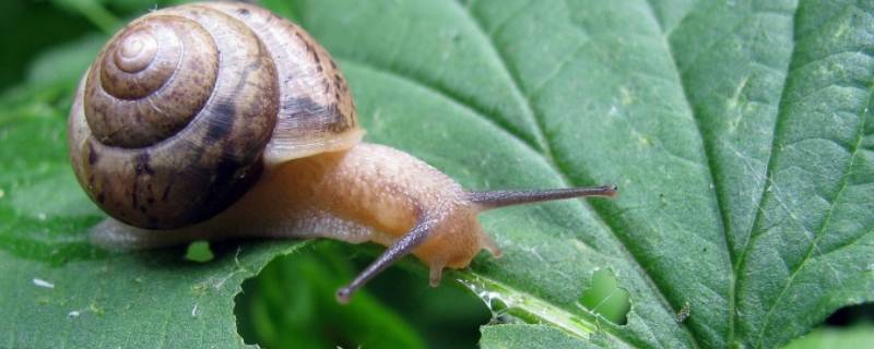 蜗牛的寿命一般有多长（蜗牛的寿命有多长?）