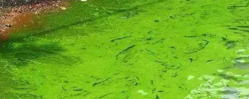 蓝藻是单细胞生物吗 蓝藻是植物细胞吗