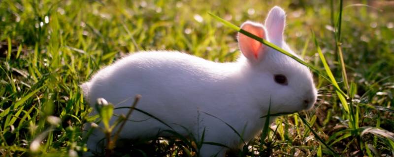 小白兔的外形特点和生活特征 小白兔的外形特点和生活特征作文