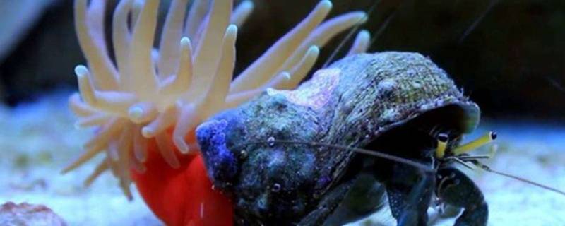 海葵和寄居蟹的关系 海葵和寄居蟹的关系是寄生吗