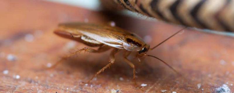 用什么土方法消灭蟑螂 蟑螂用什么土办法可以消灭掉