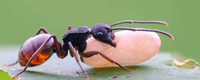蚂蚁冬天会出来活动吗 蚂蚁冬天都跑到哪里了?