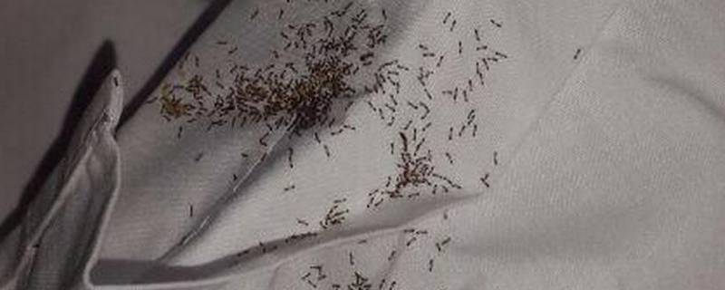 为什么床上会有蚂蚁 为什么床上会有蚂蚁很痒