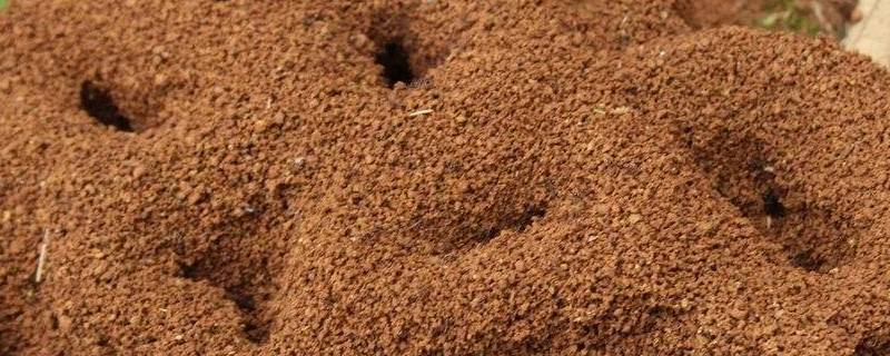 蚂蚁的巢是什么样的 蚂蚁的巢是什么样的蚂蚁为什么会搬家
