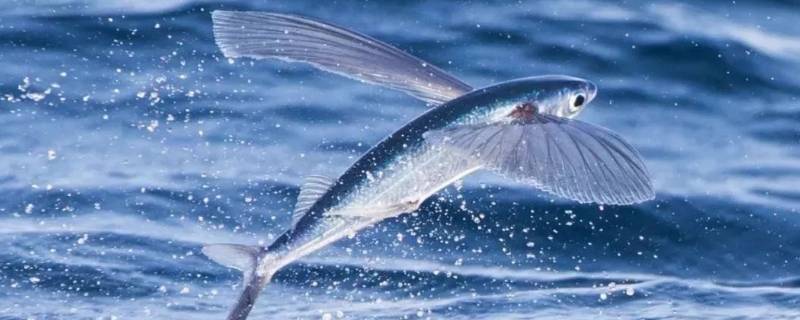 海洋中有会飞的鱼吗 海洋中什么鱼会飞