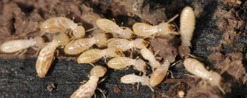 五种常见的白蚁 白蚁是什么样的?