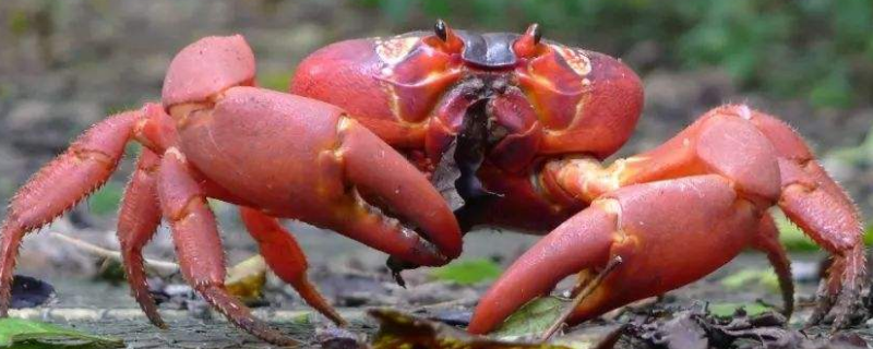 澳洲红蟹可以吃吗 澳洲红蟹为什么不能吃