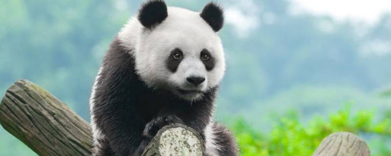 大熊猫属于什么科动物 大熊猫属于什么科动物森林驿站