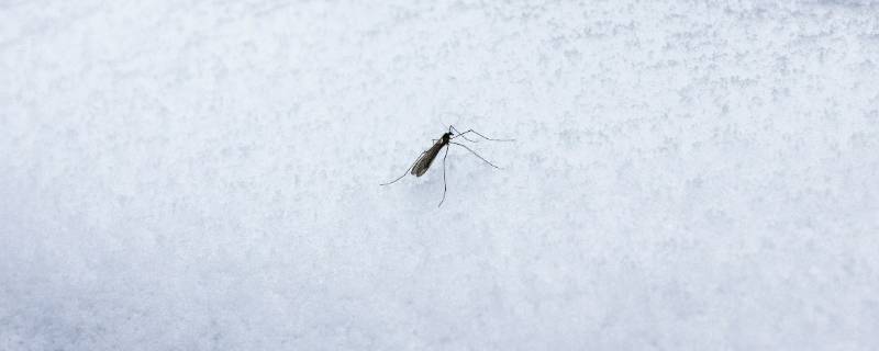 冬天蚊子都去哪了 冬天蚊子都去哪了作文