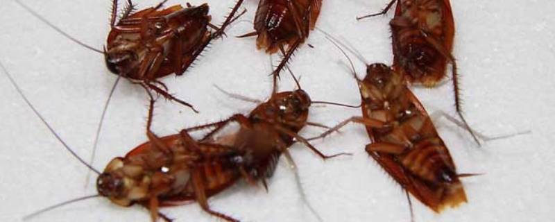 蟑螂的克星是什么 蟑螂的克星是什么动物
