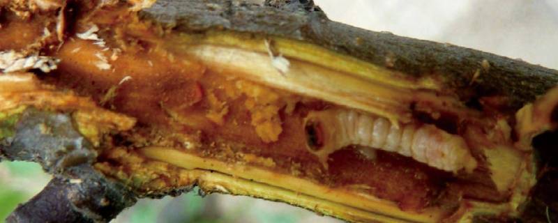蛀木虫啃木头很大声怎么消灭 木头有蛀虫怎么消灭