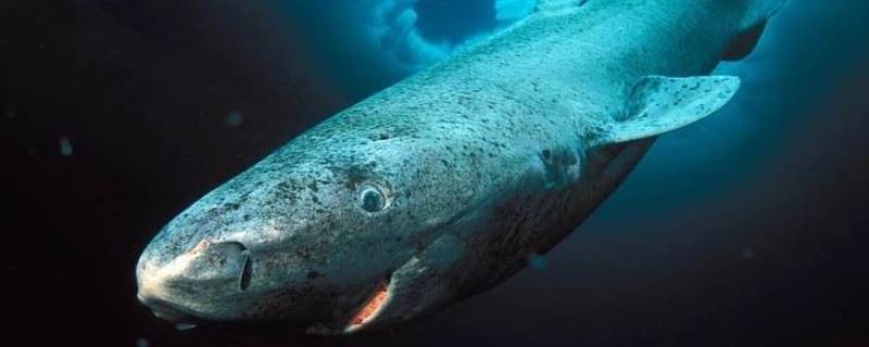 格陵兰睡鲨能活多久 格陵兰睡鲨寿命长原因