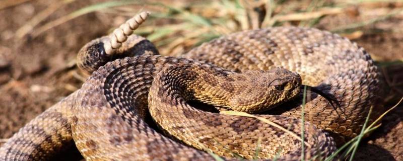 响尾蛇是从何处发出声音的 响尾蛇是从何处发出声音的是眼睛还是尾部