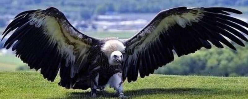阿根廷巨鹰有多大 阿根廷巨鹰有多大?