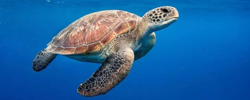 海龟能活多少年 海龟能活多少年英语
