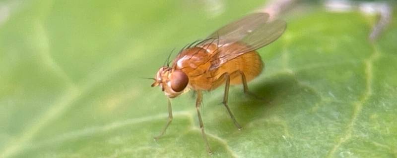 像苍蝇的小飞虫是什么 像苍蝇的小飞虫是什么小飞虫