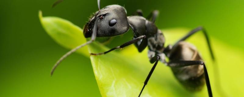 怎么杀死蚂蚁 蚂蚁最怕什么东西怎么消灭蚂蚁