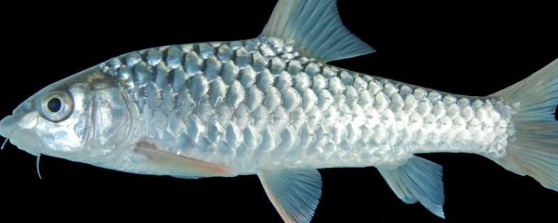 鱼的皮肤有哪些特点适应环境 鱼适应环境的特征
